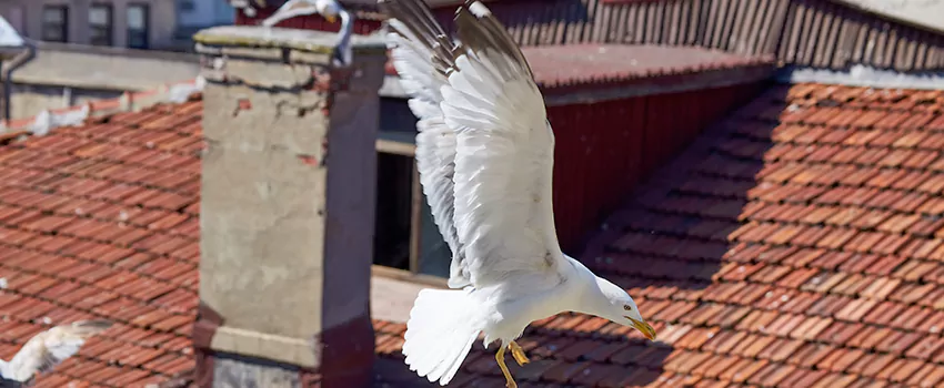 Residential Chimney Animal Removal Solution in Grand Rapids, MI